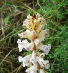 Orobanche crenata o alba